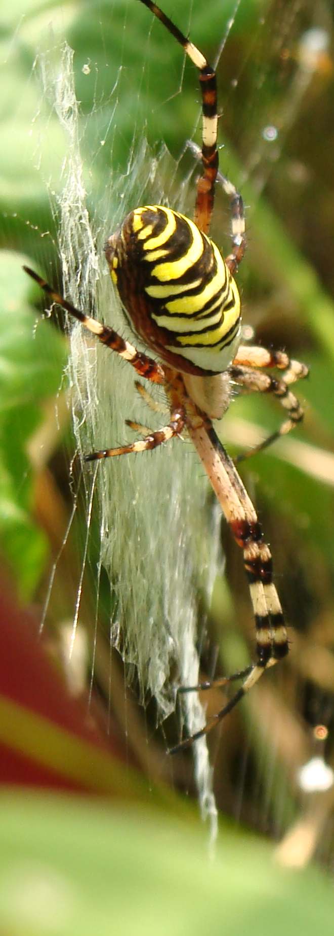 Argiope bruennichi